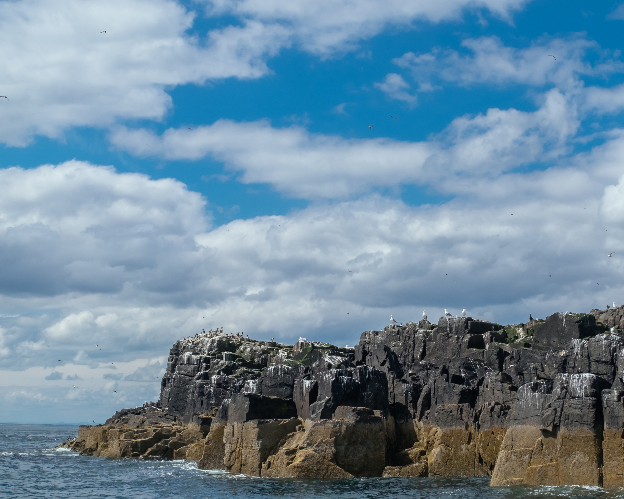 Farne islands northumberlands